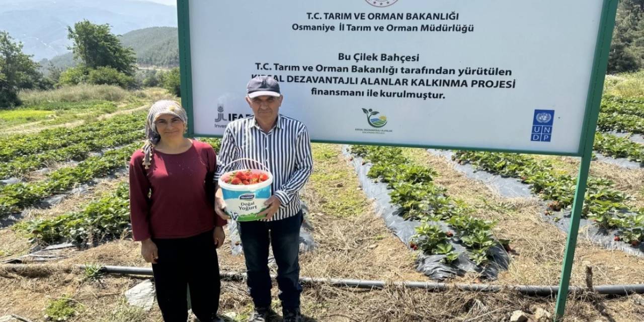 Çiftçiler Devlet Destekli Çilek Bahçesi Kurup Üretime Geçti