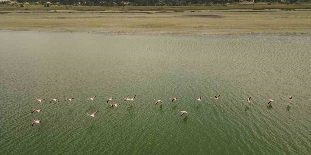 Kuraklıkla Boğuşan Burdur Gölünde Flamingoların Dansı
