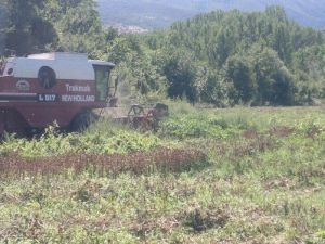Tosya’da İlk Defa Ekilen Aspir’in Hasadı Yapıldı