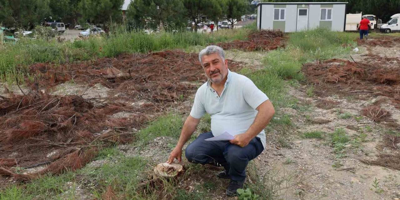 Turgutlu’da Çam Ağaçlarının Kesilmesine Tepki