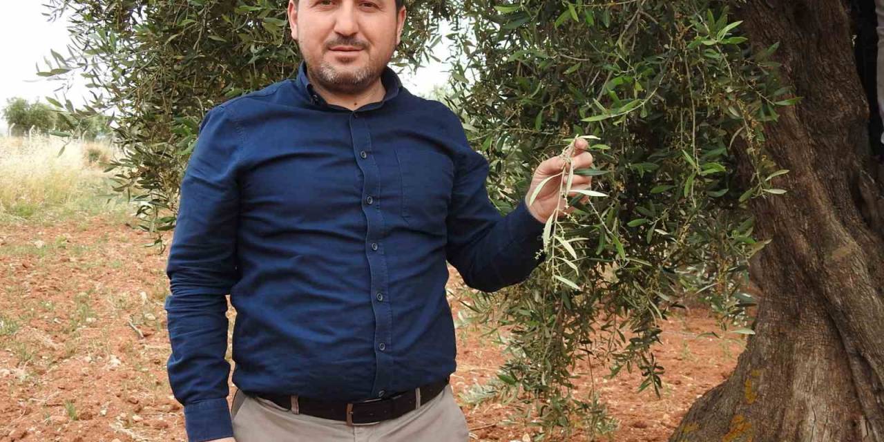 Kilis’te Zeytin Üreticilerinin Umutlu Bekleyişi Başladı