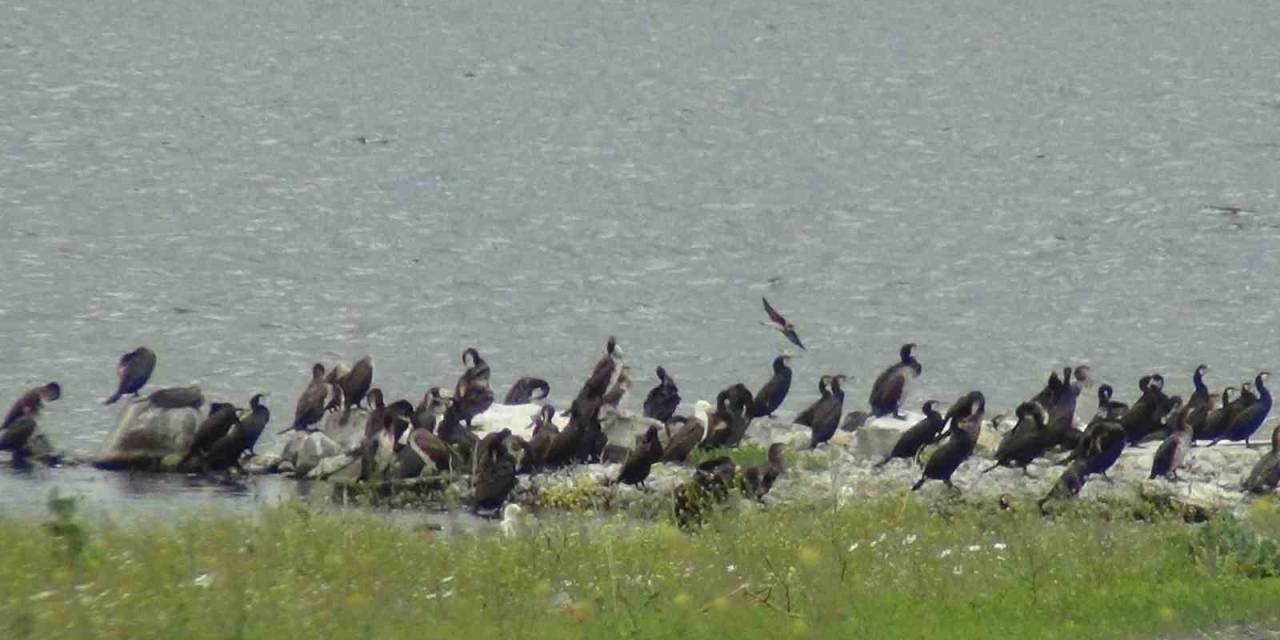 Kars Barajı Kuşlarla Şenlendi