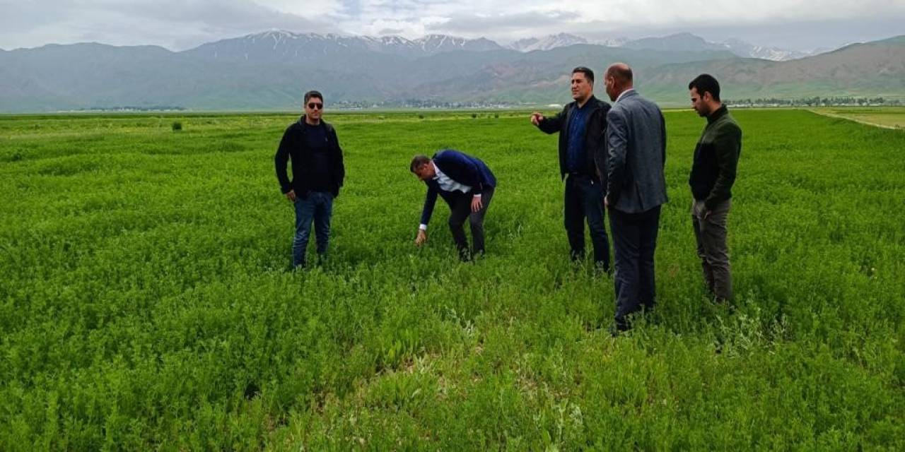 Yüksekova’da Çekirge Sürvey Çalışması