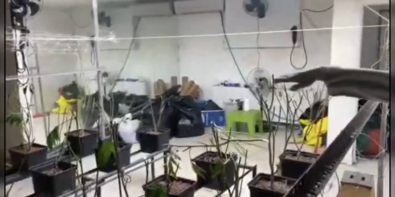 Sarıyer’de Sera Eve Operasyon Kamerada: 5 Milyon Liralık Marihuana Ele Geçirildi