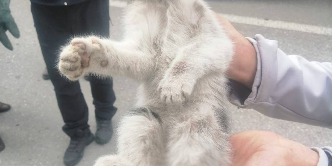 Otomobil Tekeri İle Balata Arasına Sıkışan Kedi Yaralandı