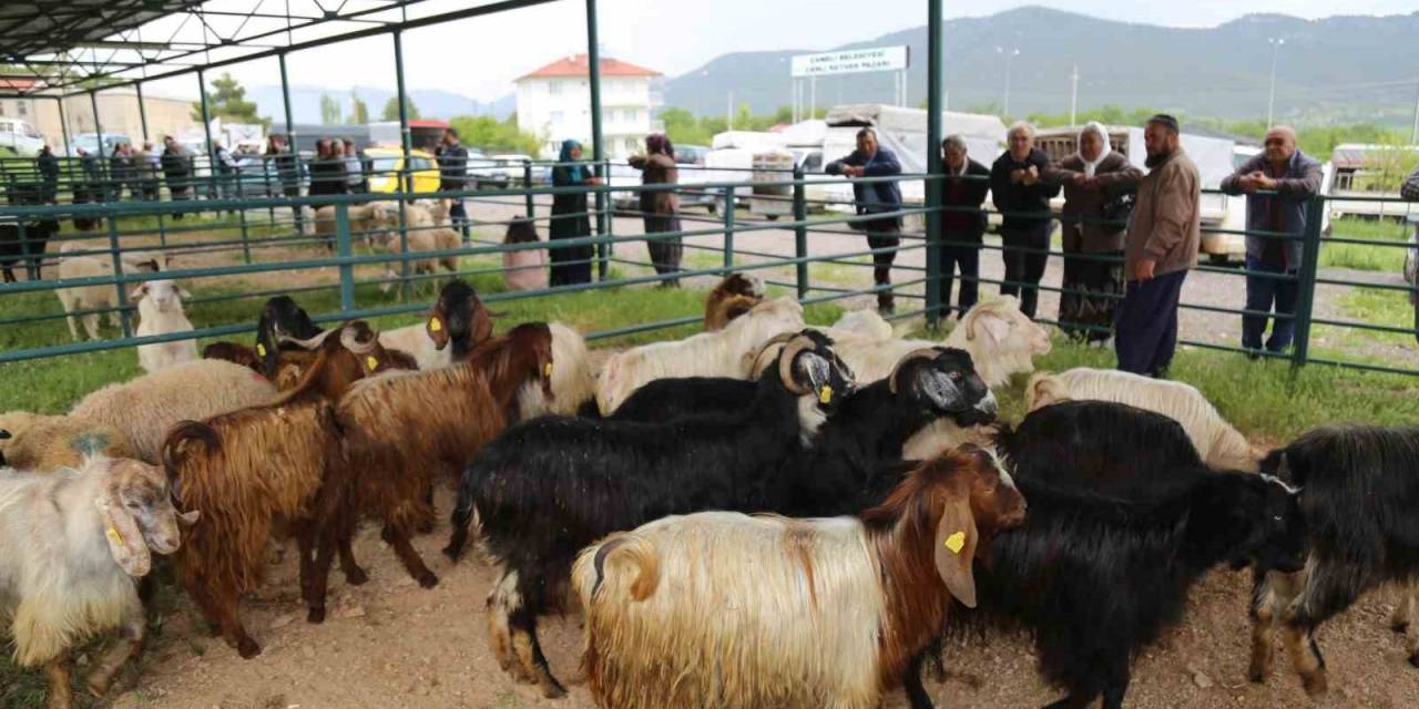 Canlı Hayvan Pazarı Hareketlenmeye Başladı