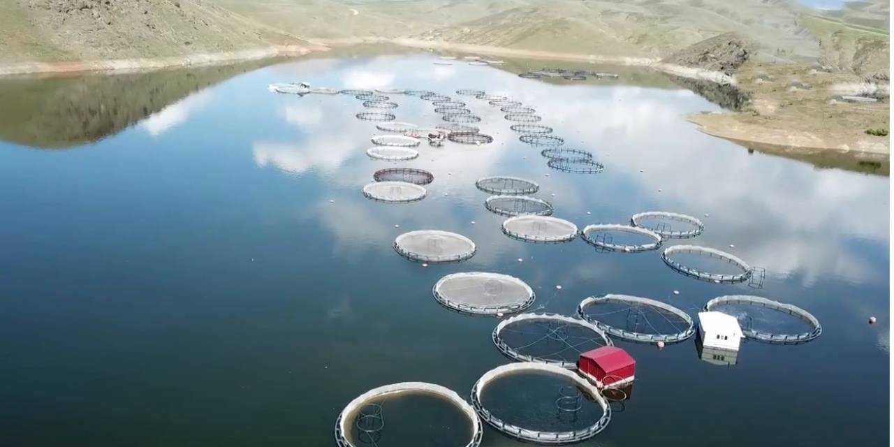 Kandil Barajında İlk Alabalık Hasadı Yapıldı, Avrupa Ve Rusya’ya Gönderilecek