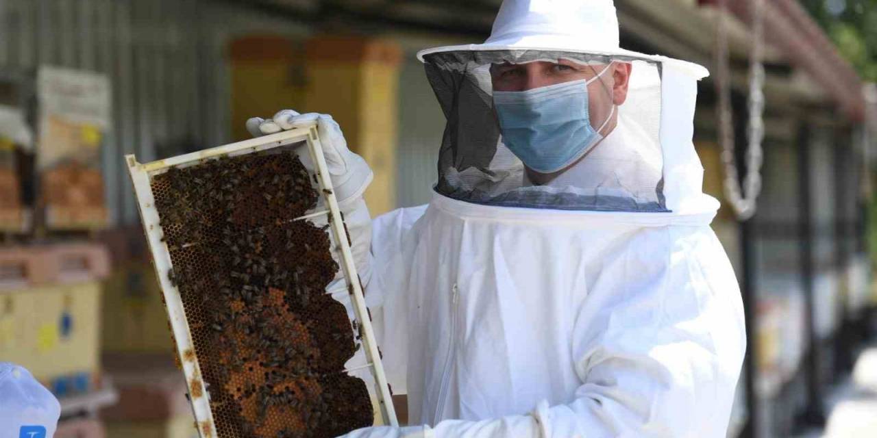 20 Bin Kraliçe Arı Evlerine Uçtu