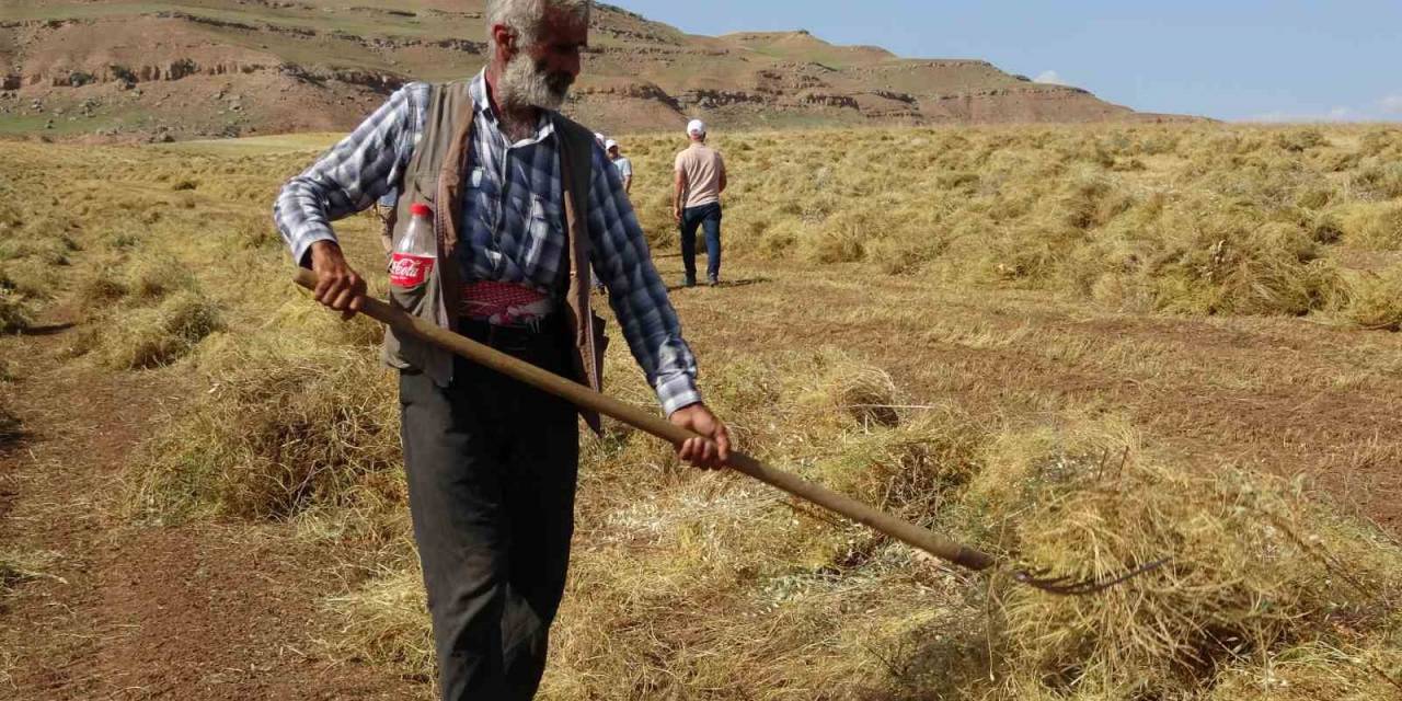 Siirt’te Kırmızı Mercimekte Son Yılların En Bereketli Hasadı Yaşandı