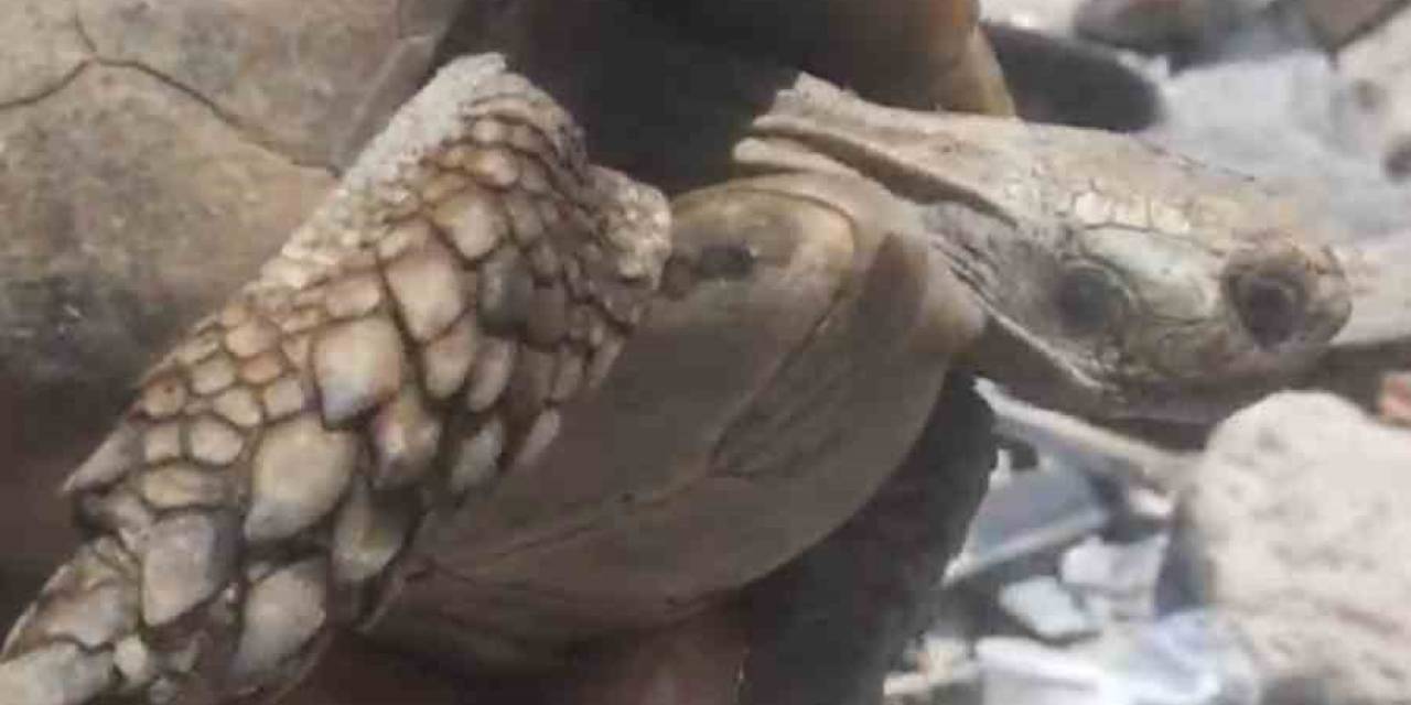 Enkazda Olan Kaplumbağa Kurtarıldı