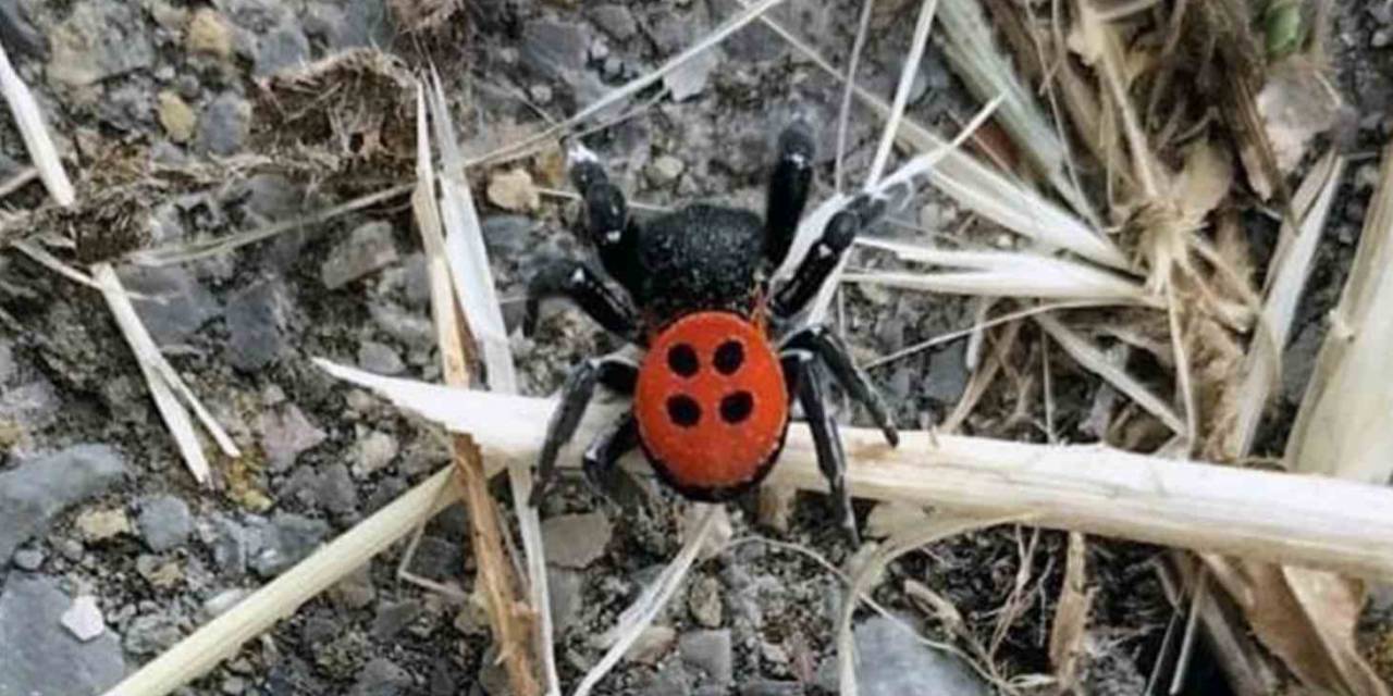 Muğla’da Zehirli Uğur Böceği Görüldü