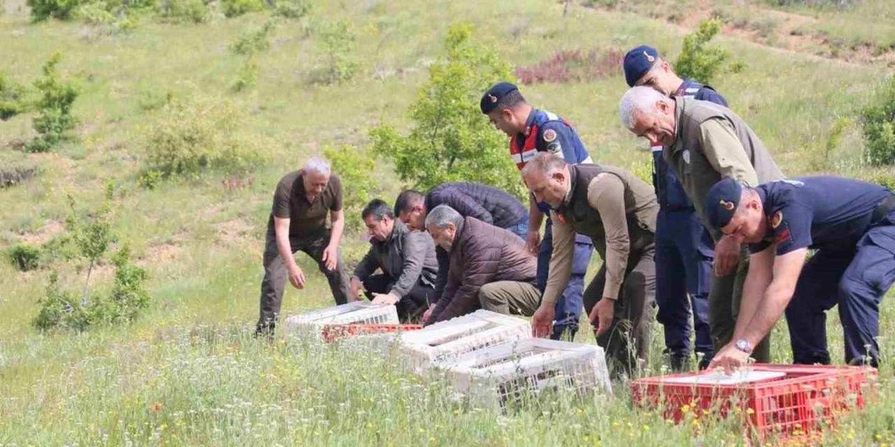 Elazığ’da Doğaya Keklik Salımı Yapıldı