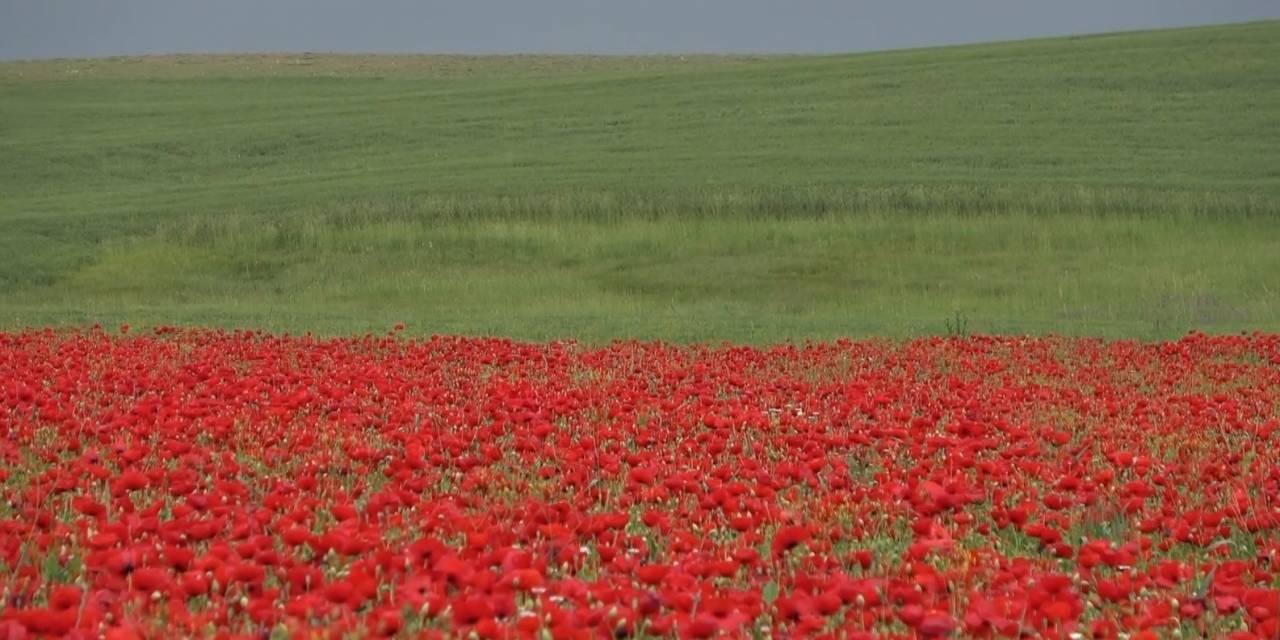 Muş Ovası’nda Gelinciklerin Görsel Şöleni