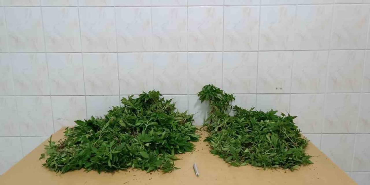 Yasadışı Kenevir Yetiştiren İki Şüpheli Adli Kontrolle Serbest Kaldı