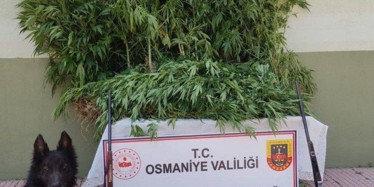 Osmaniye’de 80 Kök Kenevir Ele Geçirildi