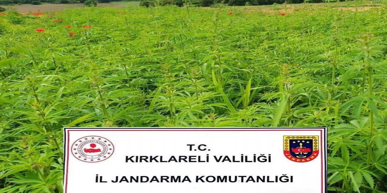 Kırklareli’nde 1 Milyon 137 Bin 500 Kök Hint Keneviri Ele Geçirildi