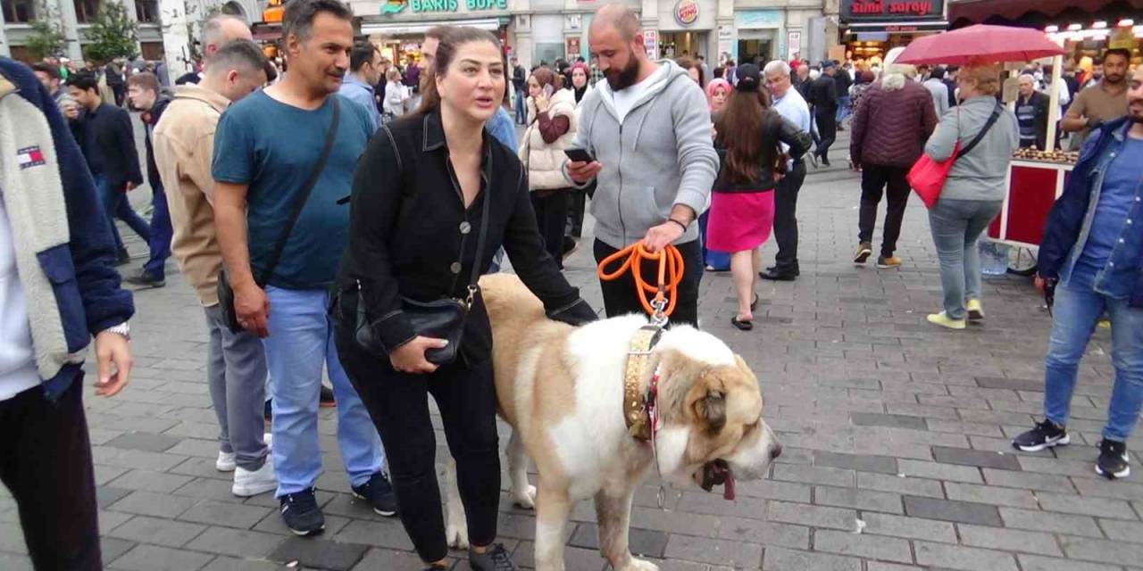 Şampiyon Dev Köpek Taksim’de İlgi Odağı Oldu
