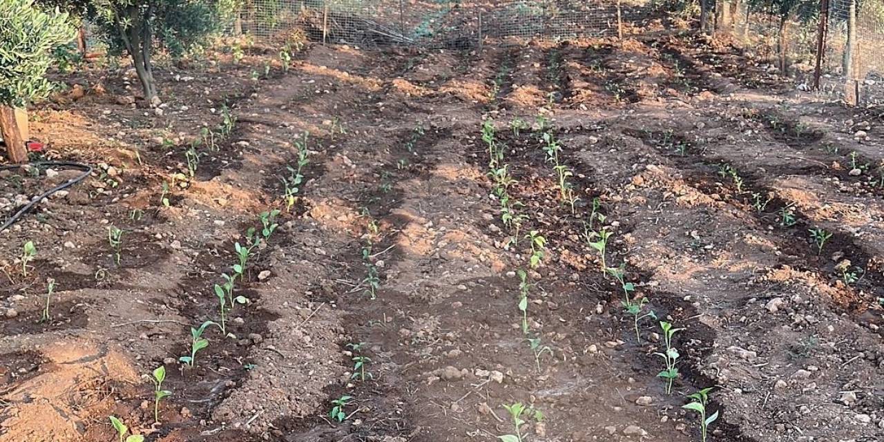 Üreticilere Dağıtılan Sebze Fideleri Toprakla Buluştu