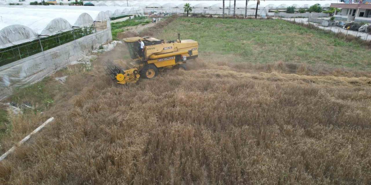 Akdeniz’de 10 Bin Yıllık Ata Tohumu Olan Karakılçık Buğday Hasadı Yapıldı