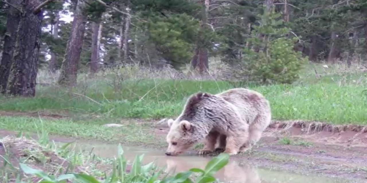 Su İçen Boz Ayı Fotokapanla Görüntülendi