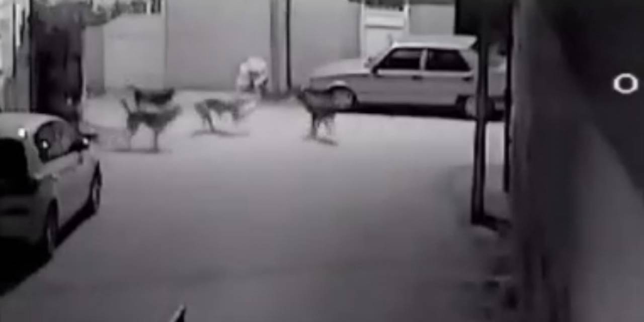 Sokak Köpeklerinin Kediyi Parçalama Anı Saniye Saniye Görüntülendi