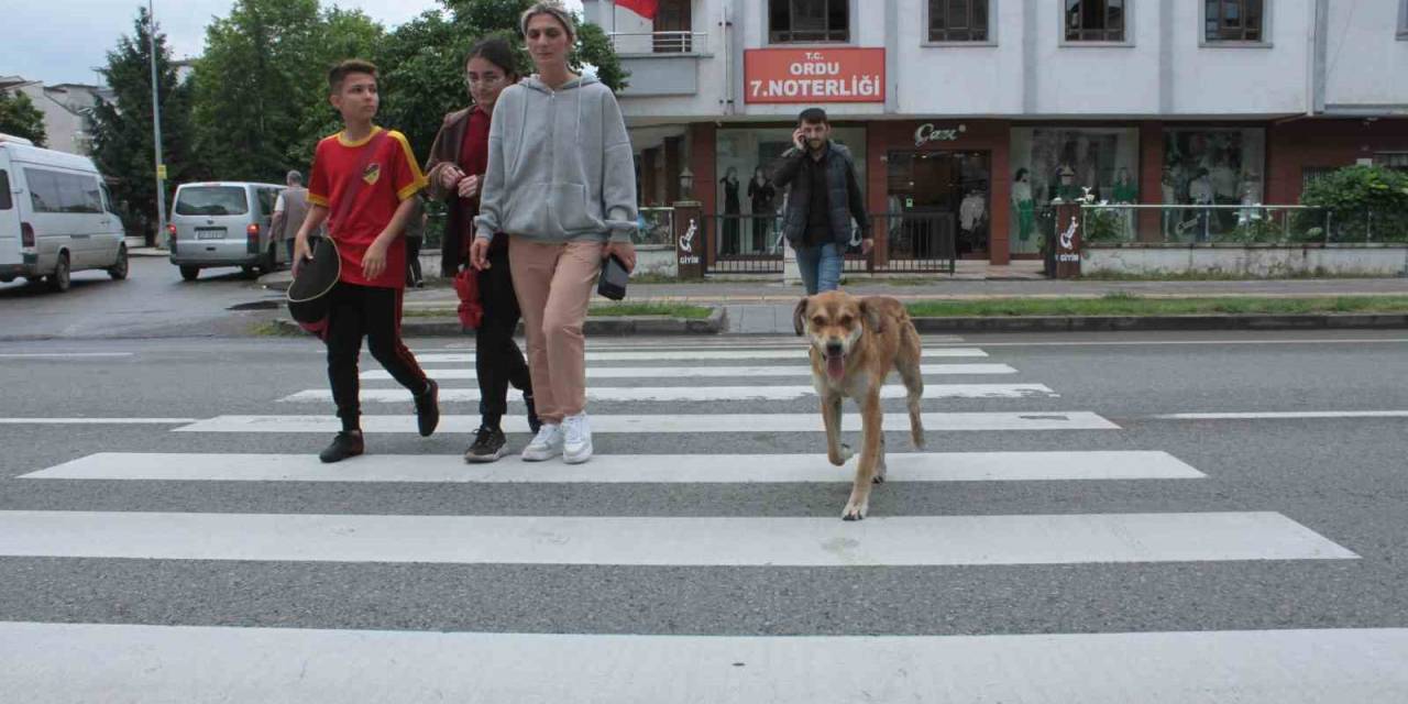 Yaya Geçidinin ‘sadık’ Bekçisi Köpek, Karşıya Geçen İnsanlara Yardım Ediyor