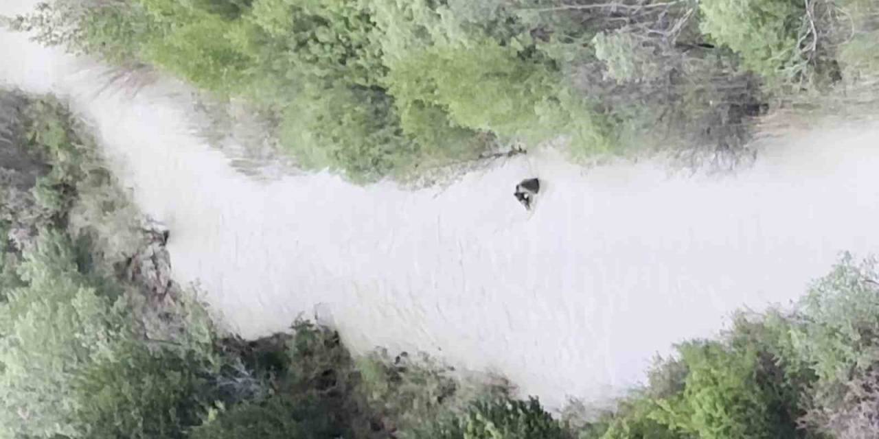 Sivas’ta Ayının Yavrusunu Ağzına Alıp Nehirden Geçirdiği Anlar Kamerada