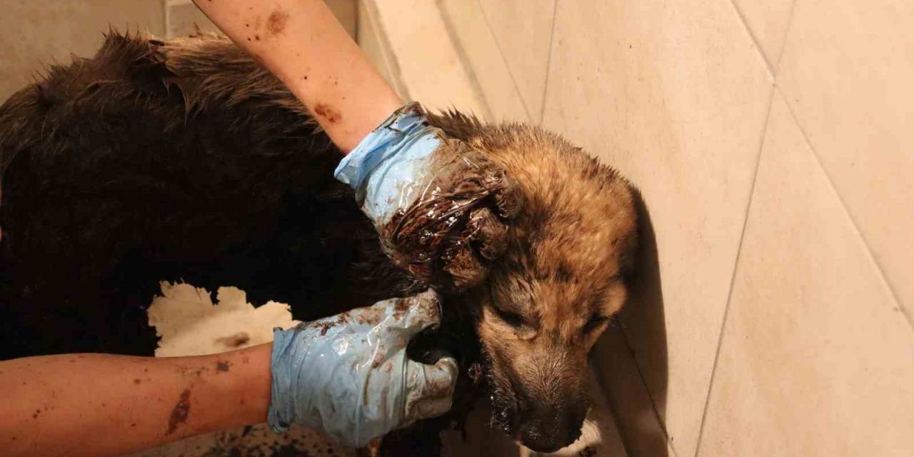 Zifte Yapışan Yavru Köpekler Hayata Dönüyor