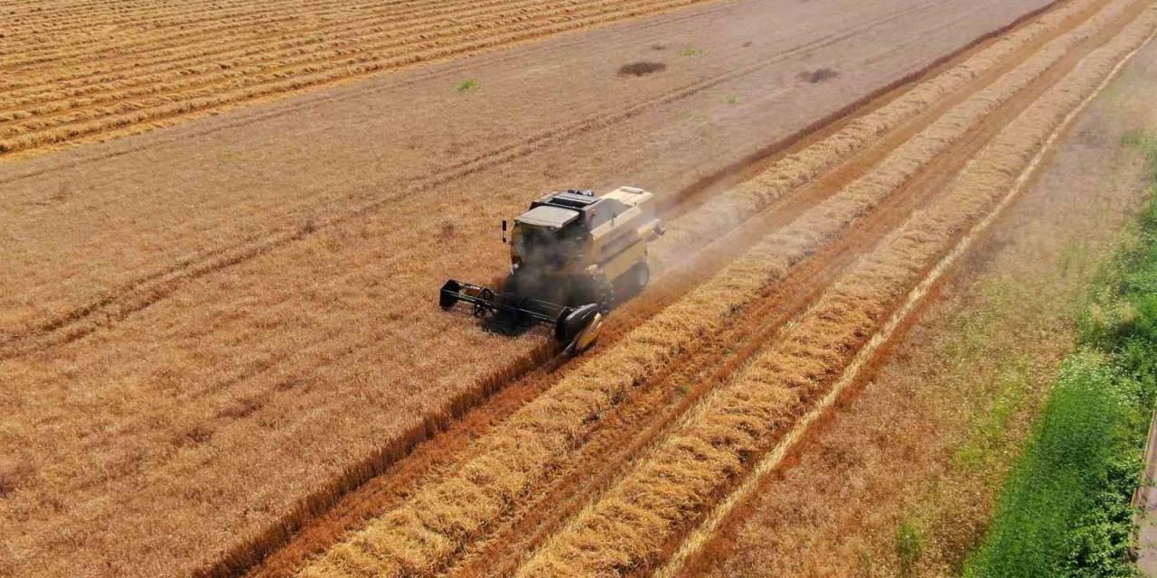 Cumhurbaşkanı Erdoğan’ın Buğday Fiyatı Açıklaması Adanalı Üreticileri Sevindirdi