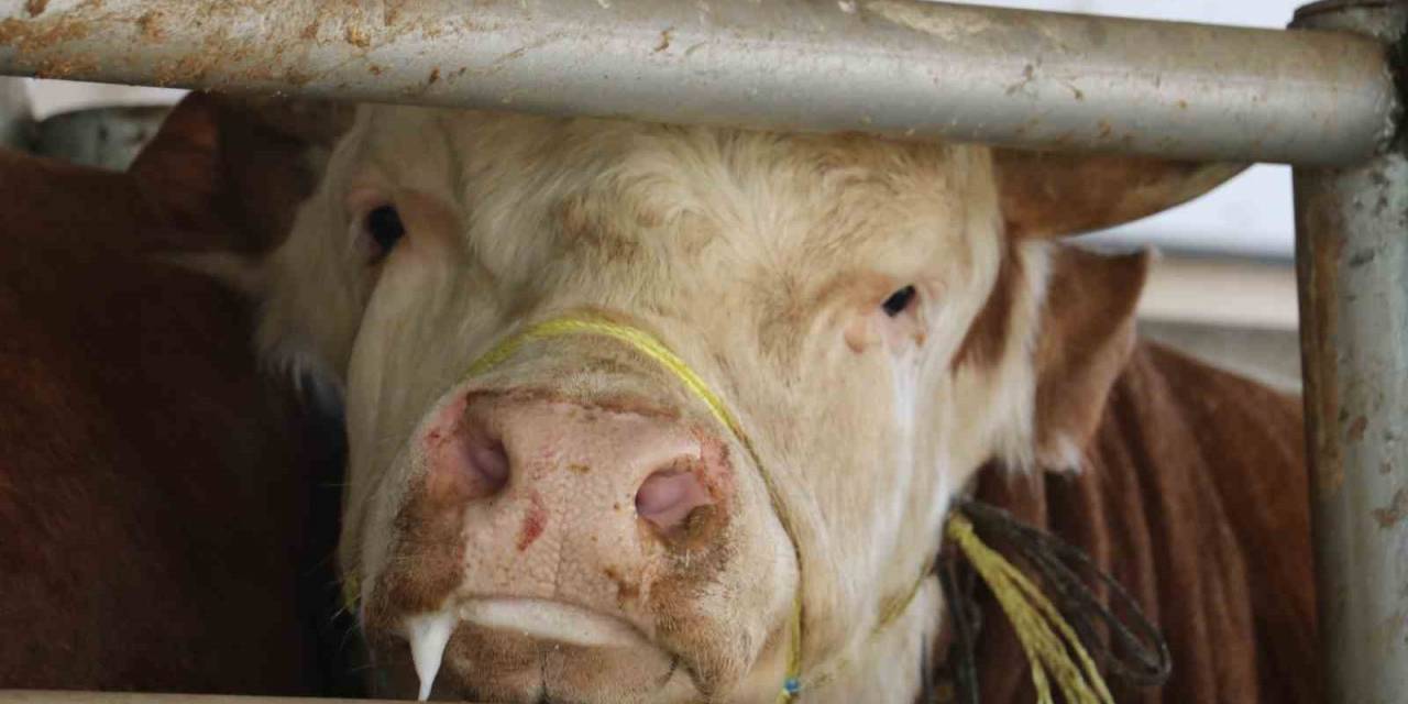 Uzmanından Uyarı! Şap Ve Tüberküloz’a Dikkat