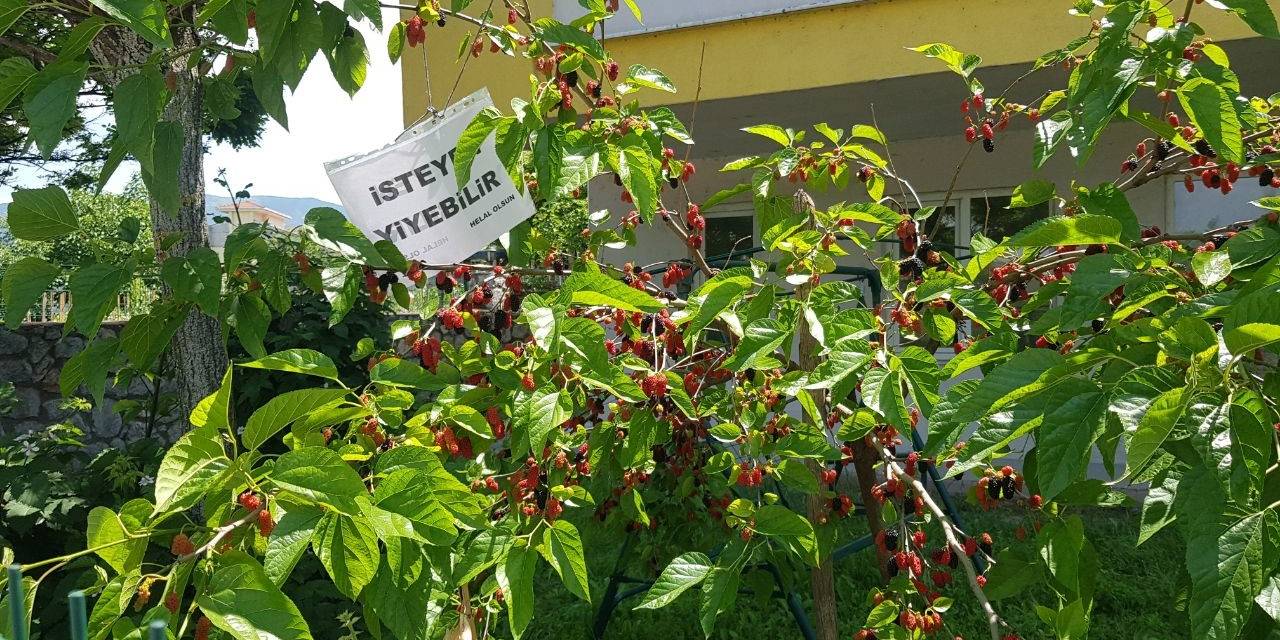 ‘göz Hakkı’ Diye Dut Ağacın Astığı Yazı Yürekleri Isıttı
