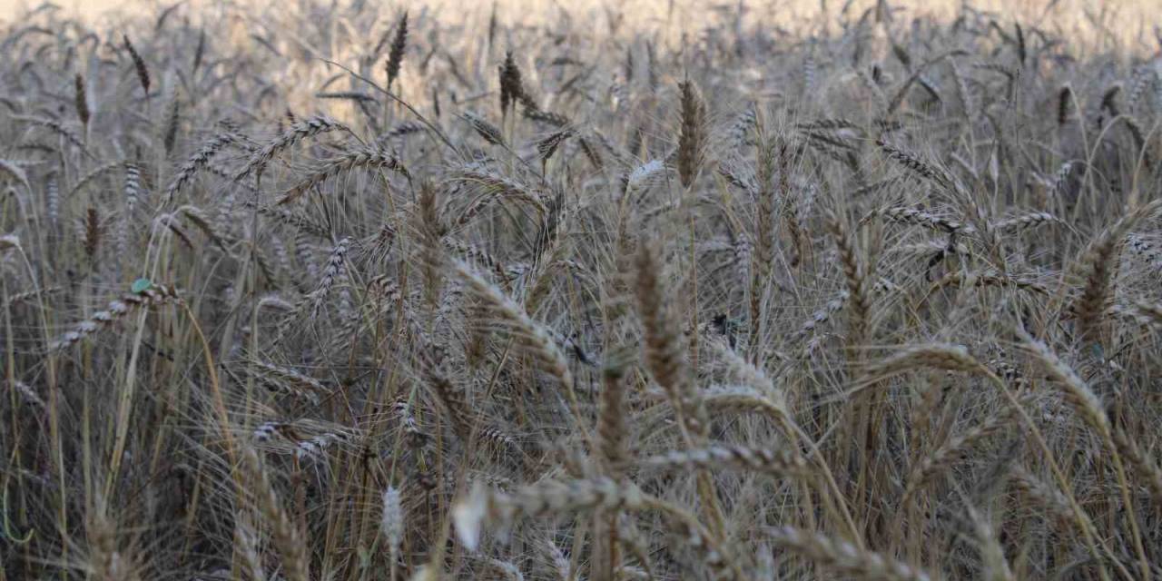 Yağmur Yağdı, Buğdaylar Tarlada Kaldı