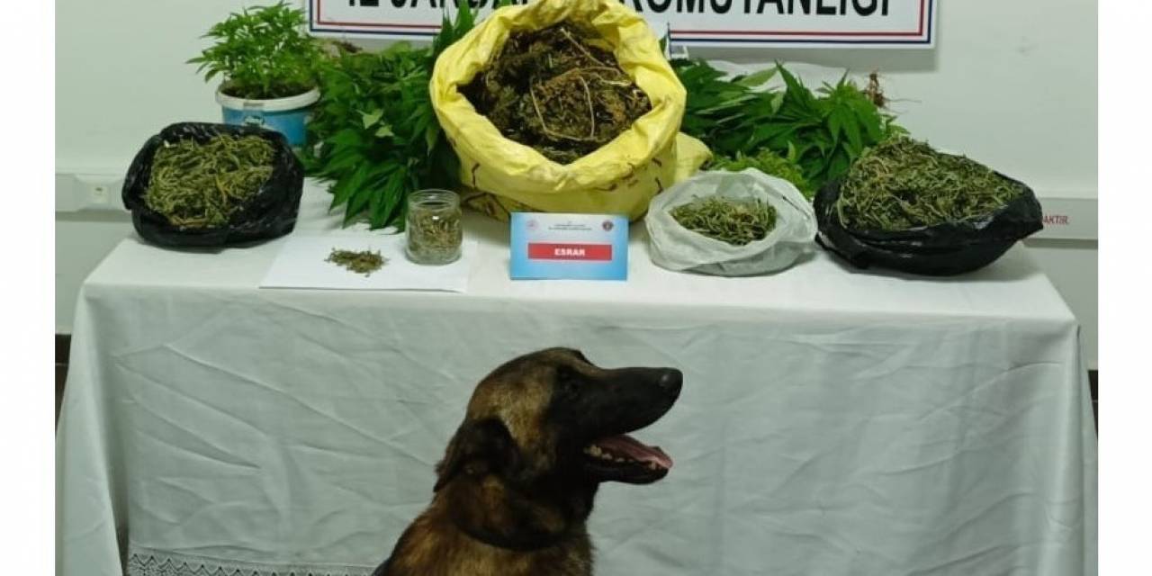 Şüpheli Şahsın Evinde 223 Kök Kenevir Ve 1 Kilo 895 Gram Kubar Esrar Ele Geçirildi