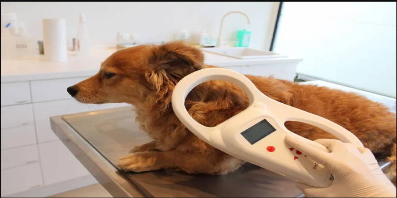 Kaybolan Köpek Çipi Sayesinde Sahibine Kavuştu