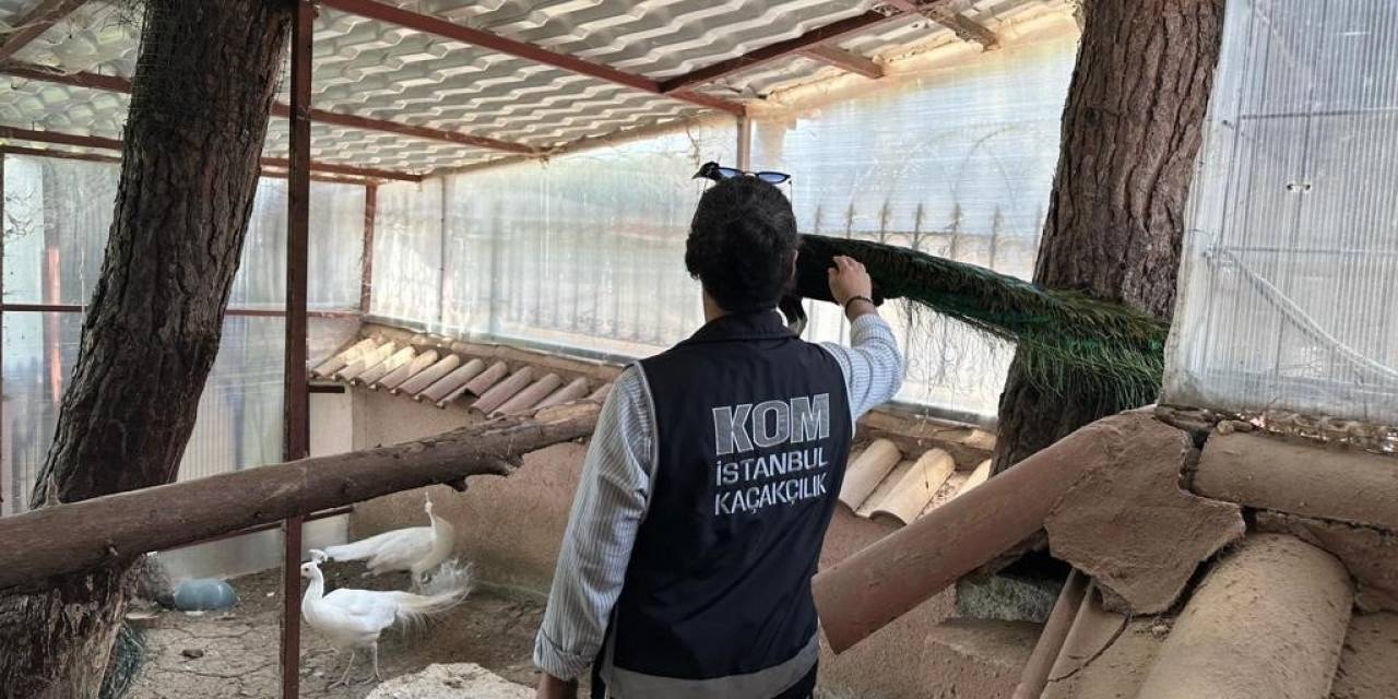 Yabani Hayvan Çiftliğine Dönüştürülen Villaya Operasyon: 12 Geyik Ve 6 Tavus Kuşuna El Konuldu