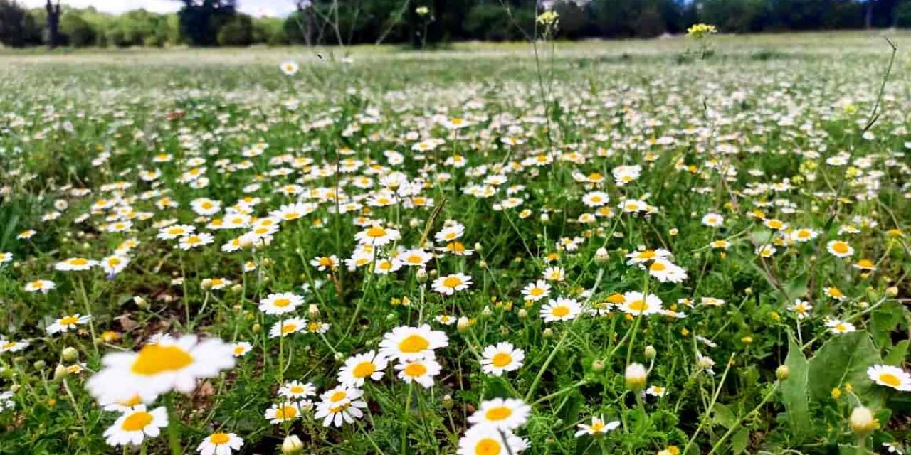 Çiçek Açan Papatyalar Doğayı Süsledi