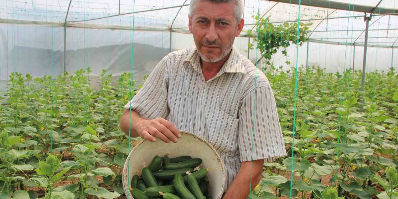 ’marmara’nın Küçük Antalya’sı’ Olarak Bilinen Söğüt Ve İnhisar İlçelerine Bağlı Köylerde Salatalık Hasadı Başladı