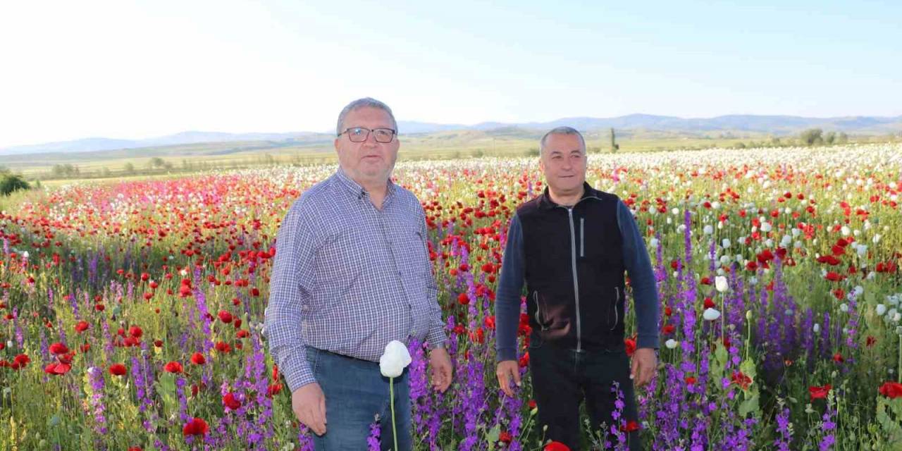 Çiçek Açan Haşhaş Tarlaları Eşsiz Bir Manzara Oluşturdu