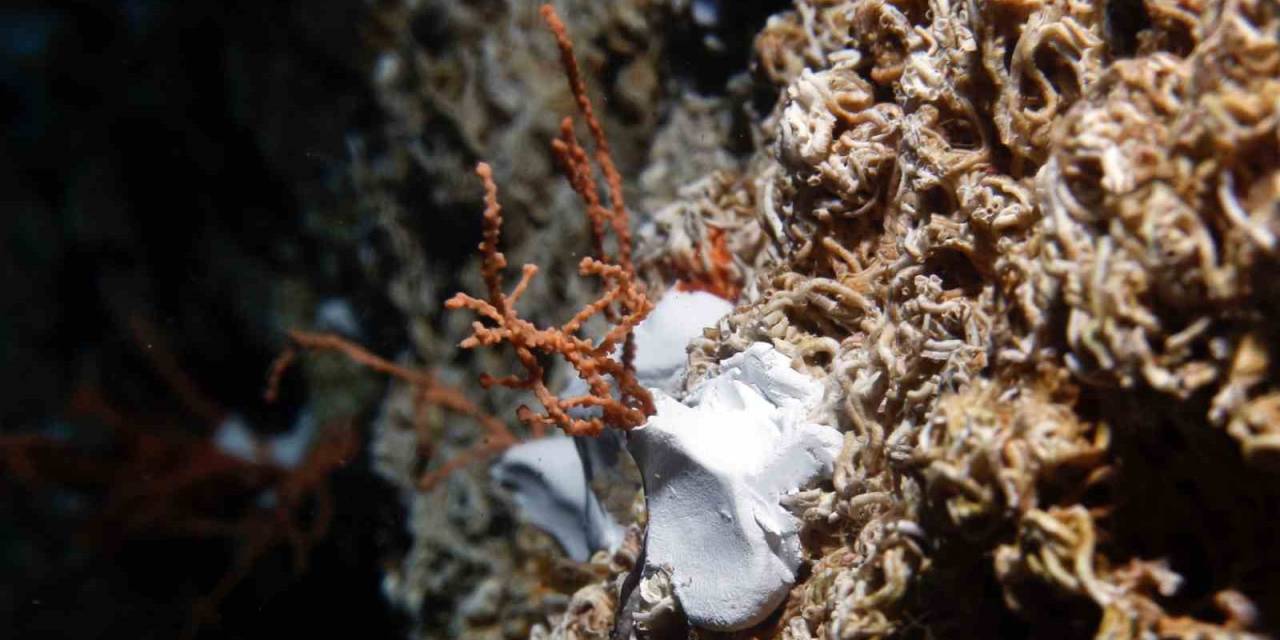 Denizin Dibine Bakın Ne Ekiyorlar