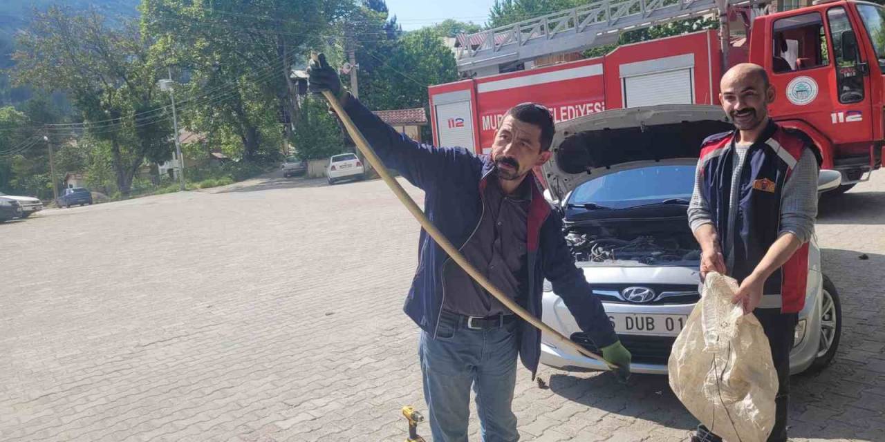 Otomobilin Motoruna Yılan Girdi, Gören Hem Şaşırdı Hem Korktu