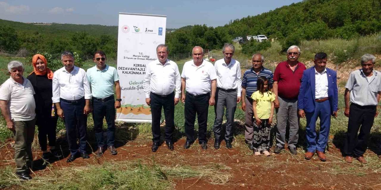 Mersin Erdemli’de 850 Rakıma Modern Ceviz Bahçesi Kuruldu