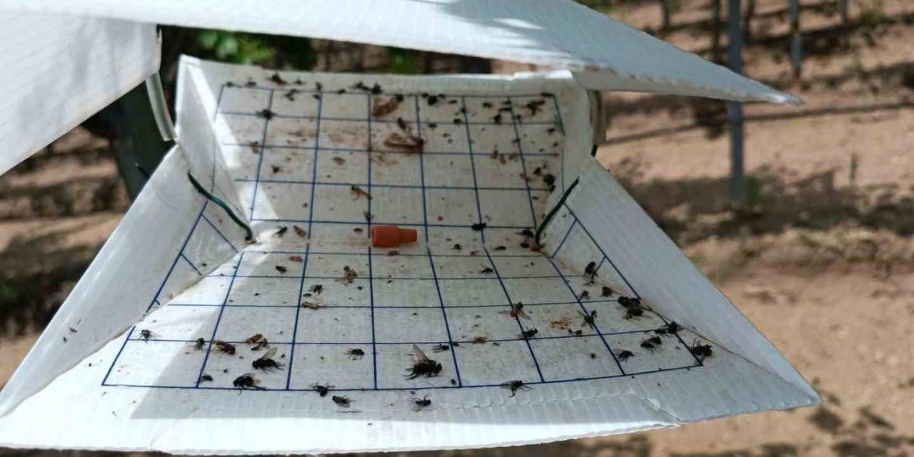 Tarım Alanlarını Korumak İçin Tuzaklar Kuruldu