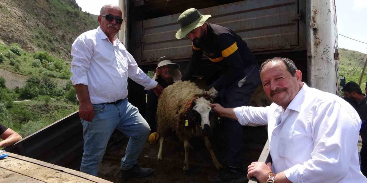 Köyüne Dönmek İsteyene Koyun Desteği