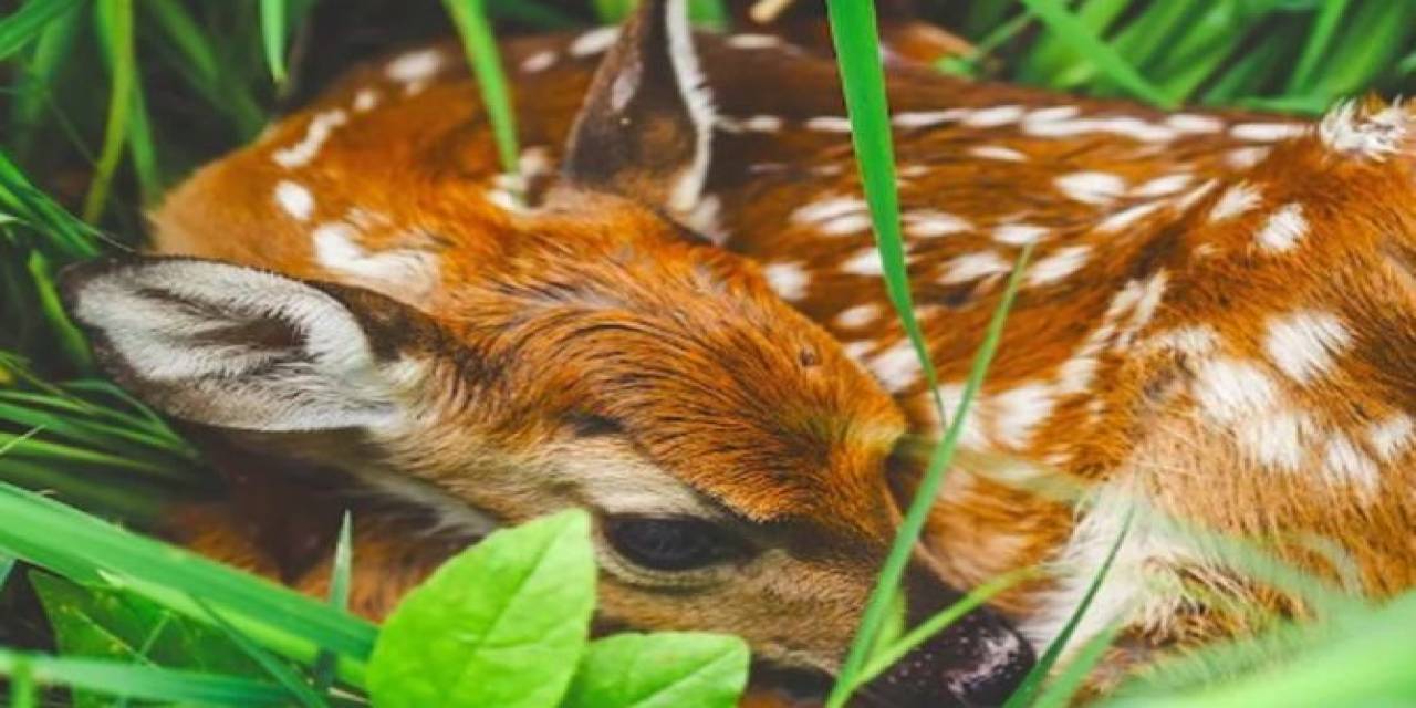 Dkmp’den Geyik Ve Karaca Yavruları İçin Uyarı