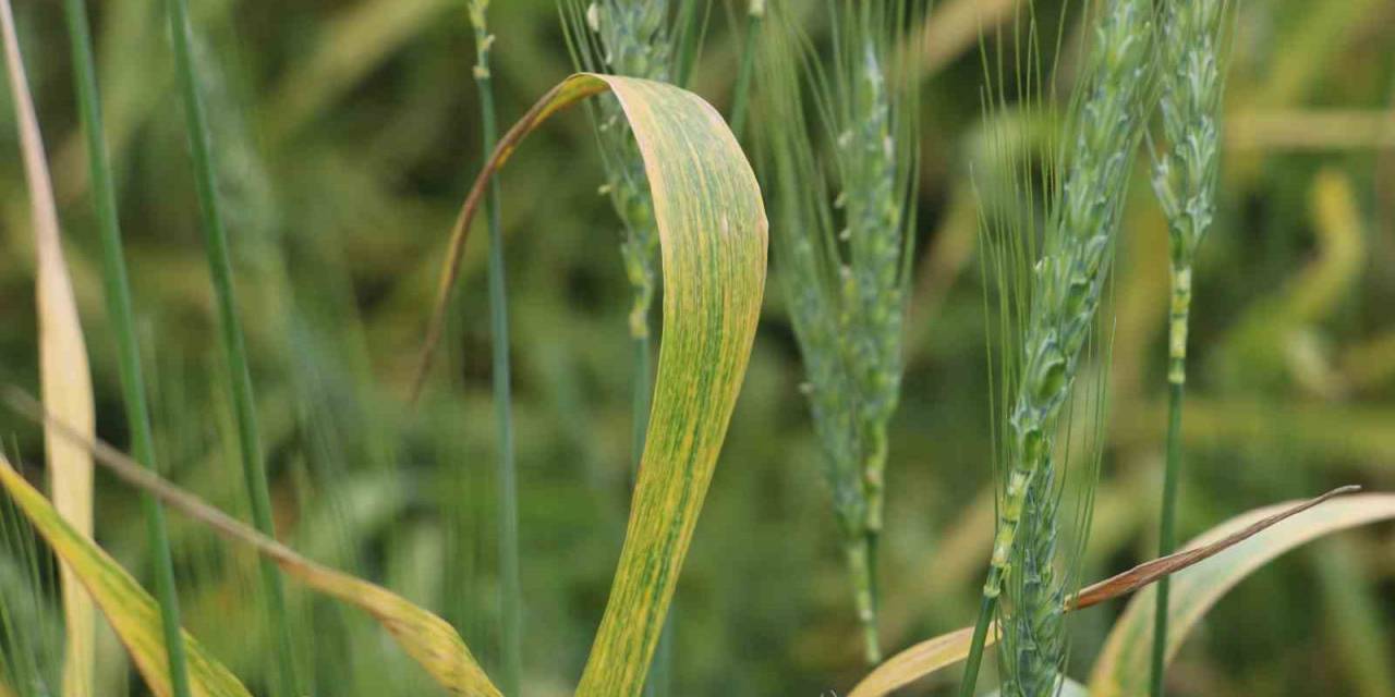 Yoğun Yağışlar Ekili Arazilerde Hastalığı Beraberinde Getirdi