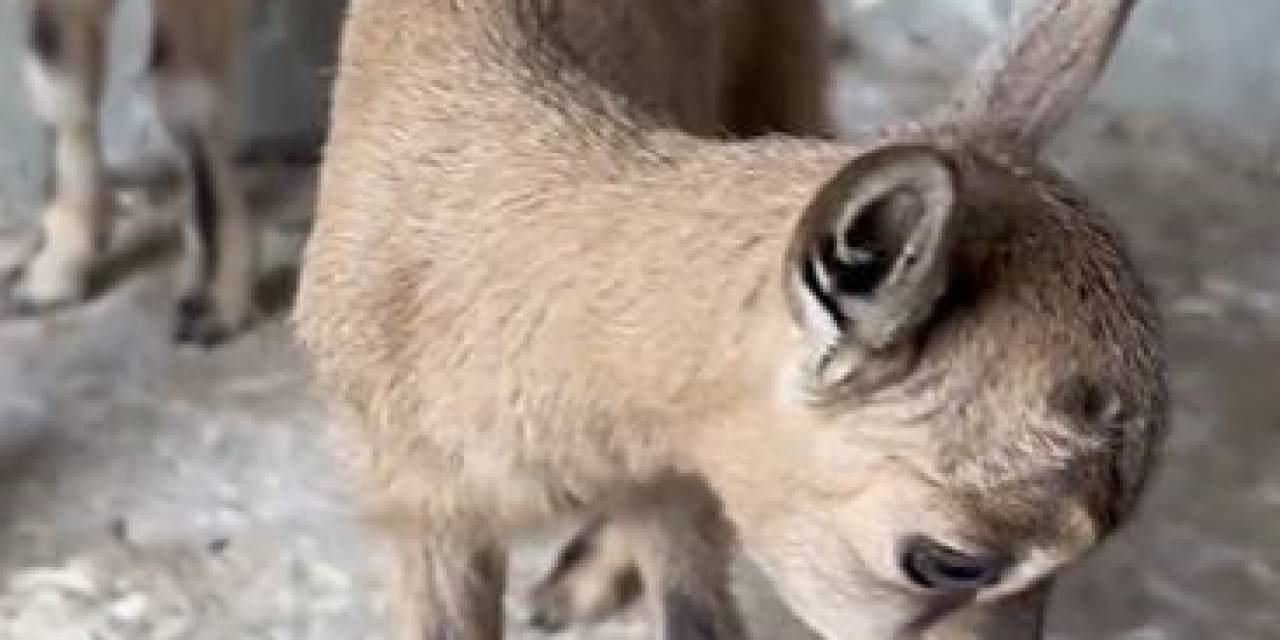 Öksüz Kalan Yavru Yaban Keçileri Süt Anneye Emanet