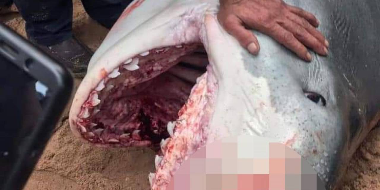 Köpekbalığı Saldırısına Uğrayan Rus Turist Öldü