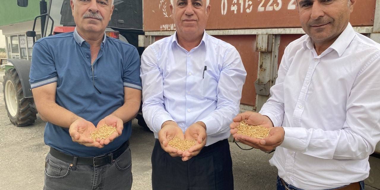 Tmo, Hububat Alımlarına Başladı