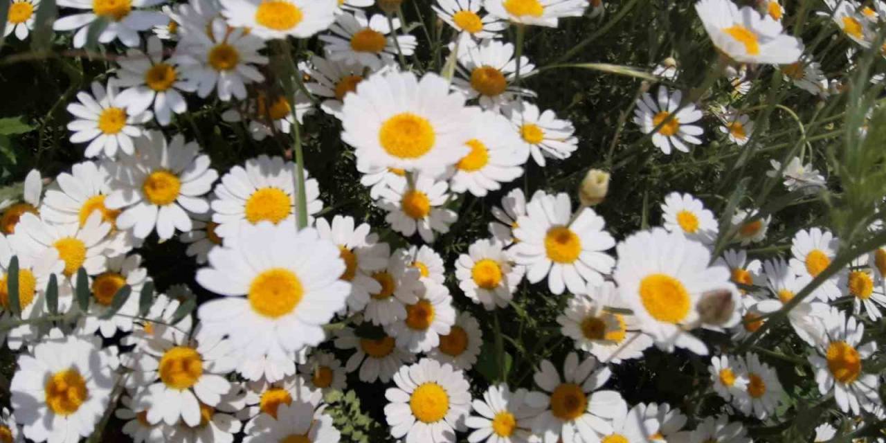 Yağmurdan Sonra Açan Çiçekler Görsel Şölen Oluşturdu