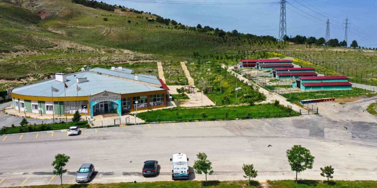 Van’daki Barınak Sokak Hayvanlarına Şifa Dağıtıyor